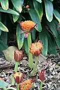 Scadoxus puniceus na Tenerife