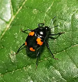 alternativní popis obrázku chybí