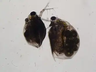 Hladinovka (Scapholeberis)