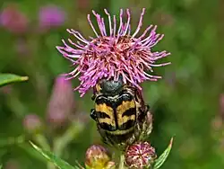 alternativní popis obrázku chybí