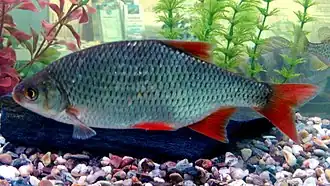 alternativní popis obrázku chybí