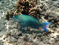 Samec Scarus psittacus (= konečná fáze)