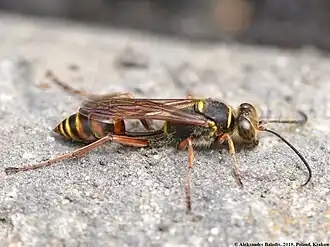 alternativní popis obrázku chybí