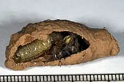 Larva a pavouci sloužící jako potrava v hnízdě kutilky asijské Sceliphron curvatum.