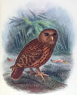 Stará litografie znázorňující sovku sedící na větvi s přidruženou vegetací. Zbarvení celého ptáka je rudé, se žlutým zobákem a černými znaky