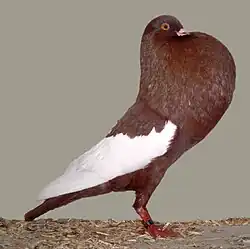 Slezský voláč červená straka