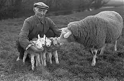 Chovatel ovcí, Loosduinen