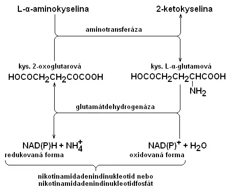 Schema transaminace a oxidační deaminace