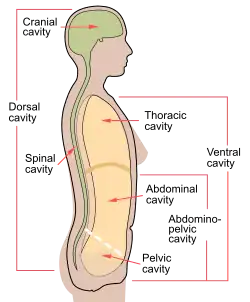 Dutiny lidského těla (dutina hrudní označena jako „thoracic cavity“)