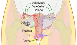 Schéma ženské pohlavní soustavy