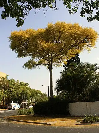 Kvetoucí Schizolobium parahyba