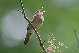 alternativní popis obrázku chybí