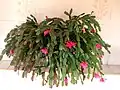 Vánoční kaktus Schlumbergera truncata