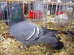 Šmelnský bublák modrý bělopruhý