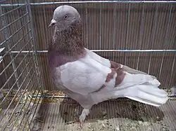 Šmelnský bublák červenopruhý