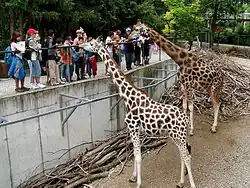 Schmiding - Giraffen