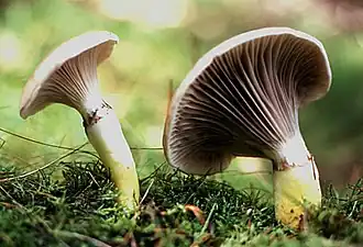 alternativní popis obrázku chybí