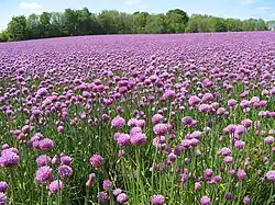 Pole s pěstovanou pažitkou