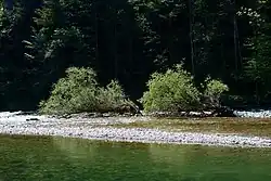 řídká vrbina na štěrkové lavici uprostřed řeky