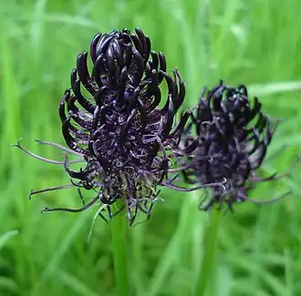 alternativní popis obrázku chybí