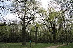 Schwarzenberské duby