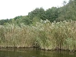 Rákos obecný (Phragmites australis)