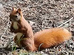 Veverka obecná (Sciurus vulgaris)