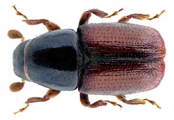 Bělokaz švestkový (Scolytus mali)