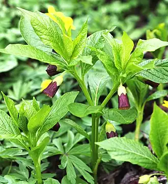 alternativní popis obrázku chybí