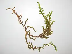 alternativní popis obrázku chybí