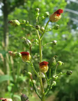 alternativní popis obrázku chybí