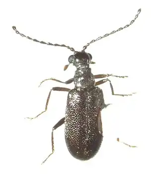 alternativní popis obrázku chybí