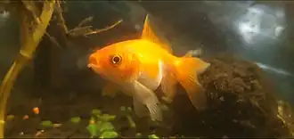 popis obrázku chybí