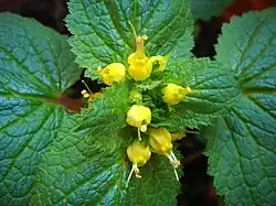 Květenství k. zlatožlutého