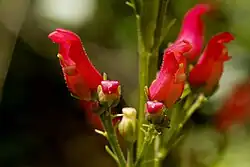 Americký S. macrantha láká kolibřiky [10]