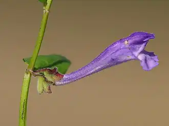 alternativní popis obrázku chybí