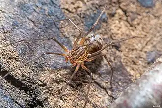 Pavouk lepovka – pohled shora