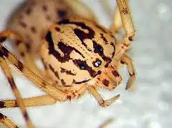 Detail očí lepovky