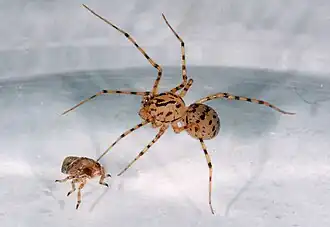 Lepovka se přibližuje ke kořisti