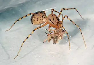 Lepovka konzumuje kořist