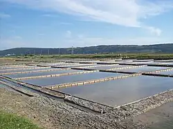 Solná pole Sečovlje v červnu 2010