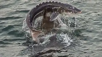 Lachtan s velkým jeseterem v tlamě