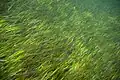 Porost Halodule uninervis