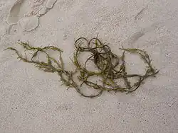 alternativní popis obrázku chybí