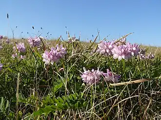 alternativní popis obrázku chybí