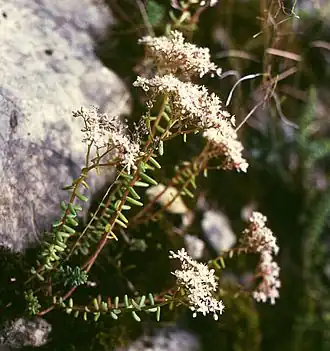 Rozchodník bílý (Sedum album)