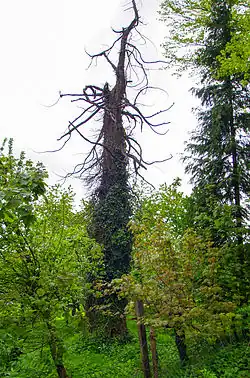 torzo stromu v květnu 2014