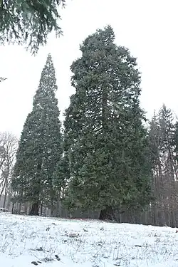 dva sekvojovce obrovské