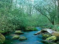 Potok u jihovýchodního okraje Selbu na tzv. Kněžské stráni