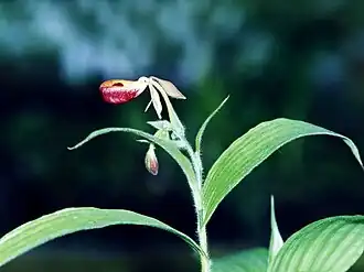 Selenipedium palmifolium